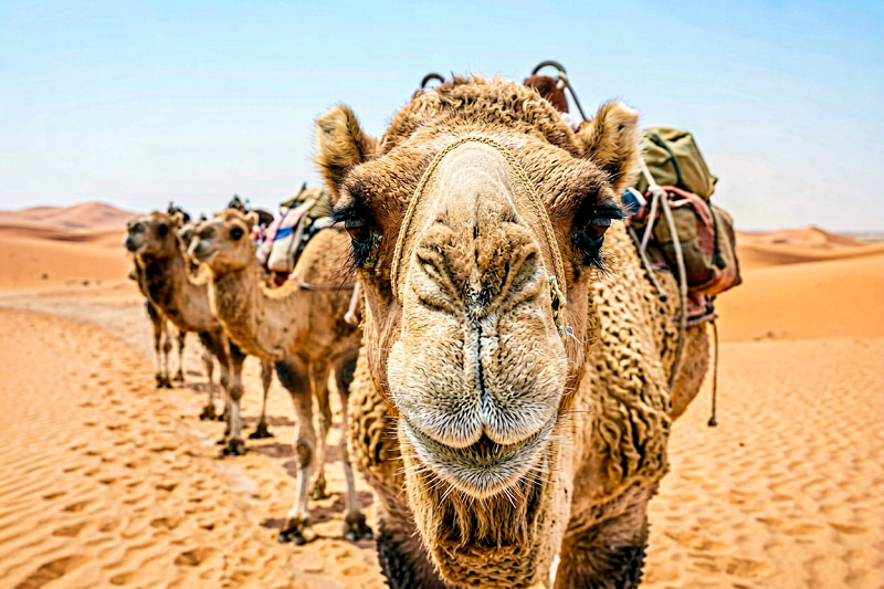 Dubai desert safari